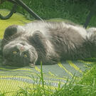 Hamish