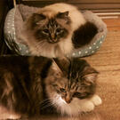 Findus &amp; Atticus