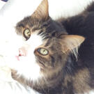 Kitty