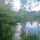 Swan Lake: Kew Gardens Scene